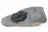 Spiny Delocare (Saharops) Trilobite - Bou Lachrhal, Morocco #254063-5